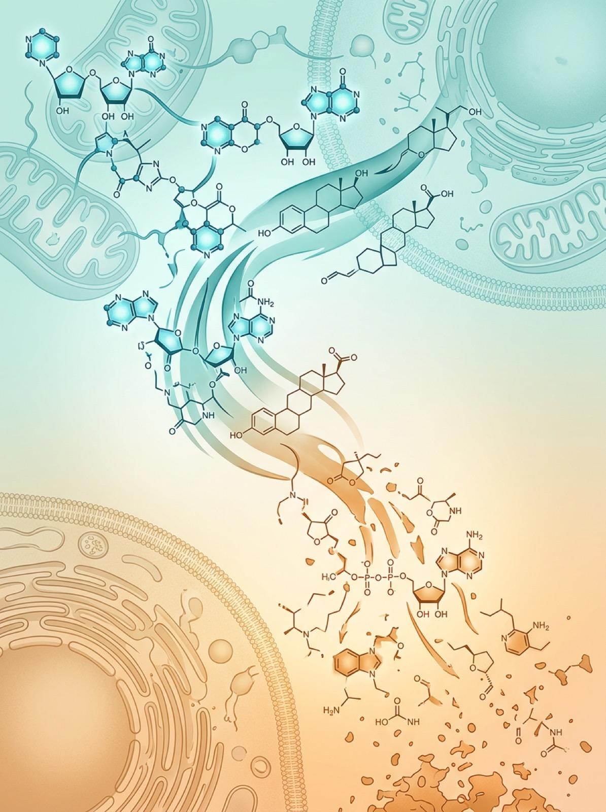 Abstract scientific illustration depicting NAD+ molecular decline during female hormonal transition, with teal and amber gradient