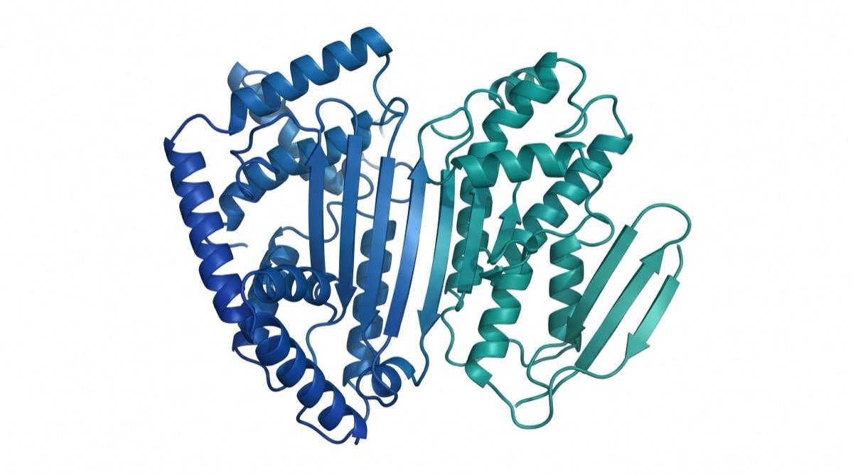 3D molecular rendering of SIRT1 protein structure with cofactor binding site highlighted