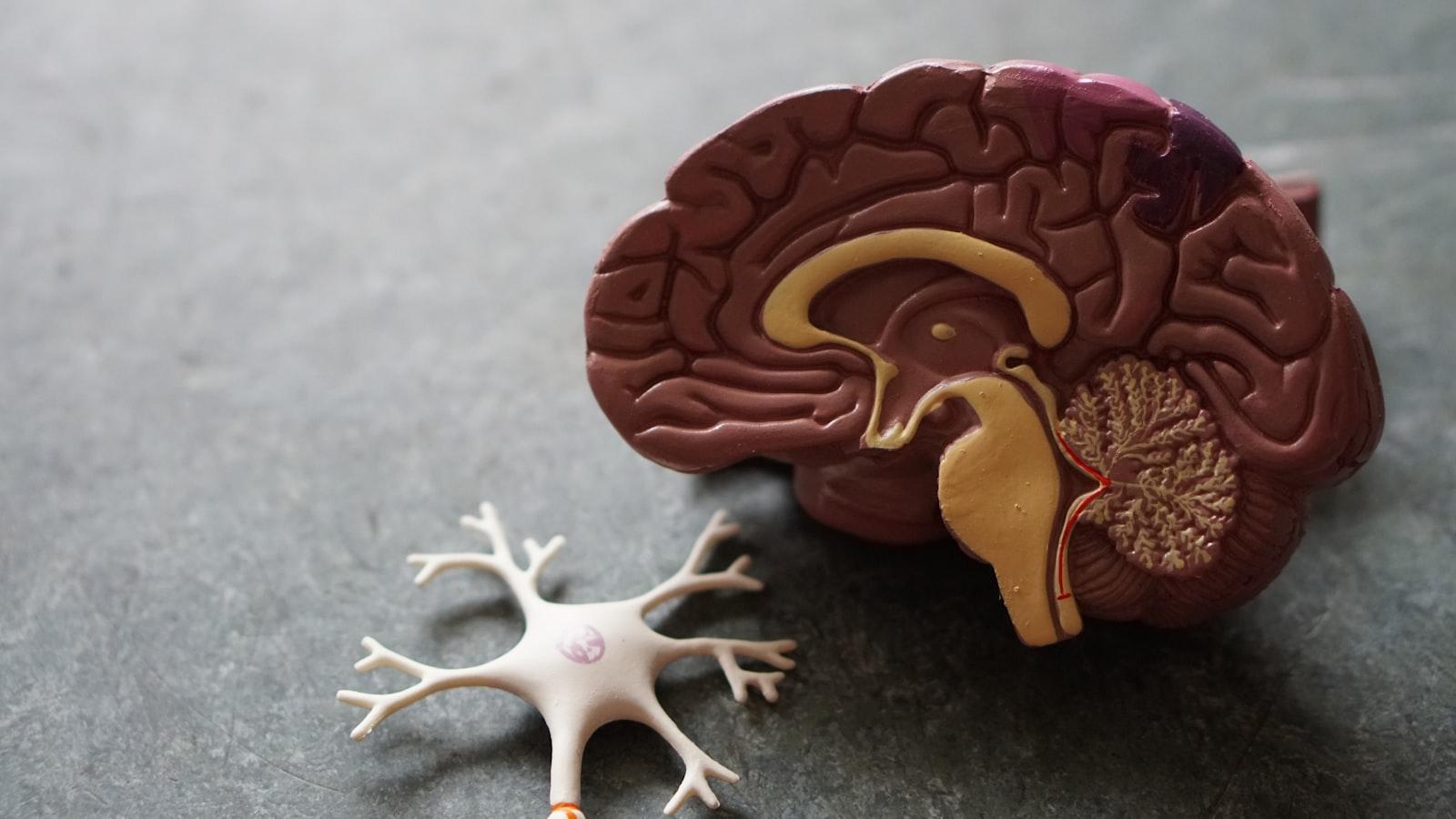 Abstract neural network visualization representing synaptic connections in the human brain, used to illustrate NAD+ and Alzheimer's disease research